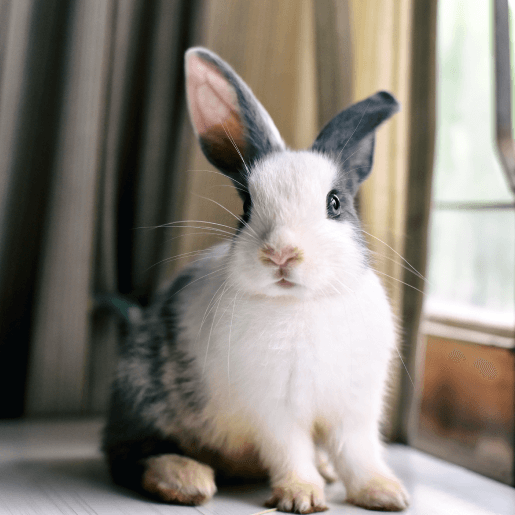 Exotic Pet Care