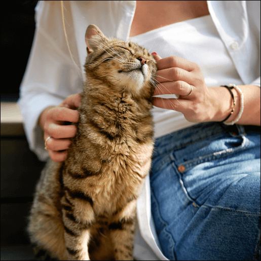 Feline Wellness Plans