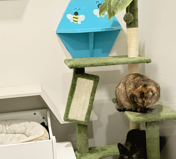 CCF-Boarding-Gallery-13