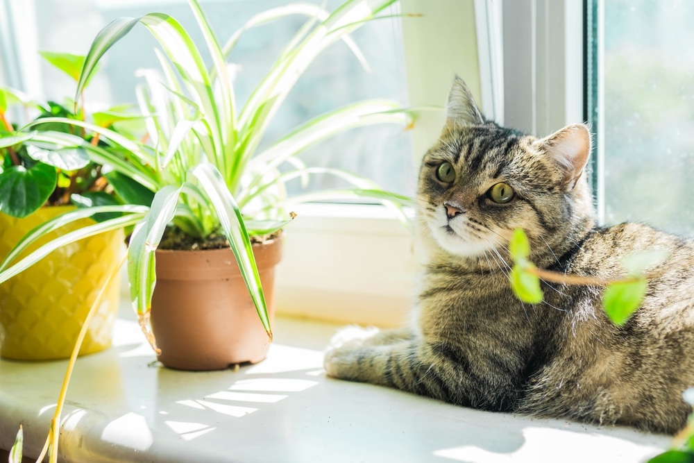 Tabby cat resting in sunlight beside houseplants, representing low-stress feline care at a cat-friendly veterinary clinic in Peachtree City, GA