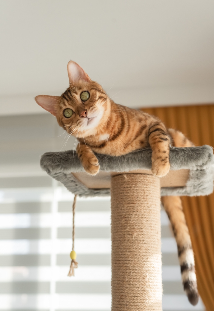 Orange tabby cat relaxing on a cat tree, representing feline wellness and enrichment for cats in the Fayette County community 